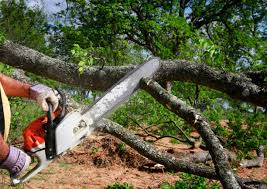 Reliable Albers, IL  Tree Services Solutions