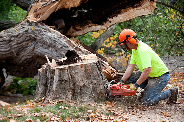  Albers, IL Tree Services Pros